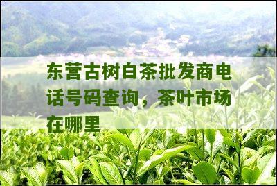 东营古树白茶批发商电话号码查询，茶叶市场在哪里