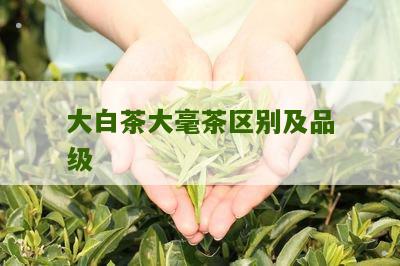 大白茶大毫茶区别及品级