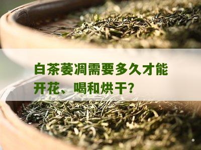 白茶萎凋需要多久才能开花、喝和烘干？