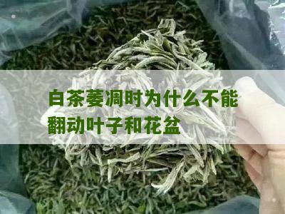 白茶萎凋时为什么不能翻动叶子和花盆