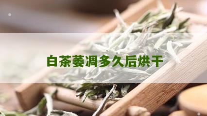 白茶萎凋多久后烘干