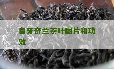 白牙奇兰茶叶图片和功效