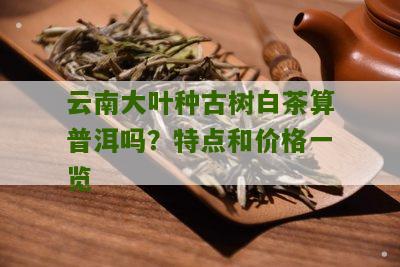 云南大叶种古树白茶算普洱吗？特点和价格一览