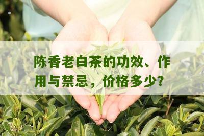 陈香老白茶的功效、作用与禁忌，价格多少？