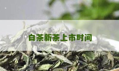 白茶新茶上市时间