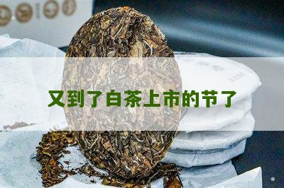 又到了白茶上市的节了