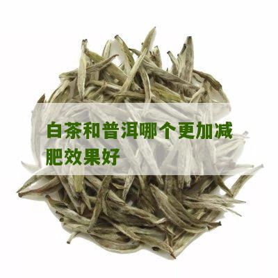 白茶和普洱哪个更加减肥效果好