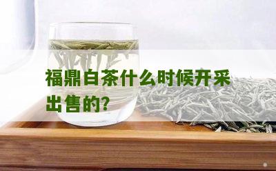 福鼎白茶什么时候开采出售的？