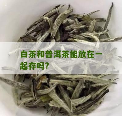 白茶和普洱茶能放在一起存吗?