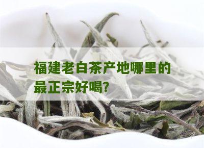 福建老白茶产地哪里的最正宗好喝？