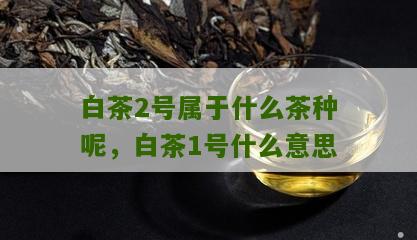 白茶2号属于什么茶种呢，白茶1号什么意思