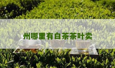 州哪里有白茶茶叶卖