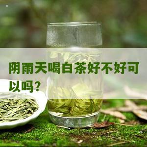 阴雨天喝白茶好不好可以吗？