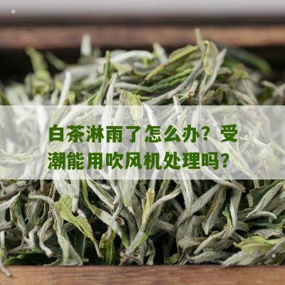 白茶淋雨了怎么办？受潮能用吹风机处理吗？