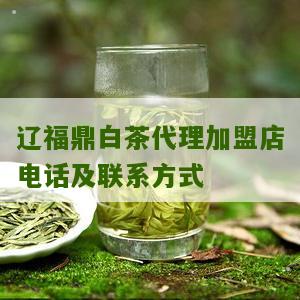 辽福鼎白茶代理加盟店电话及联系方式