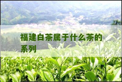 福建白茶属于什么茶的系列