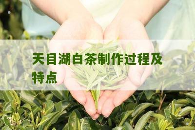 天目湖白茶制作过程及特点