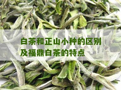 白茶和正山小种的区别及福鼎白茶的特点