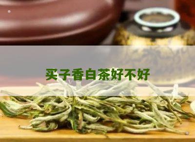 买子香白茶好不好