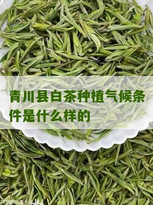 青川县白茶种植气候条件是什么样的