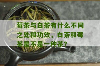 莓茶与白茶有什么不同之处和功效，白茶和莓茶是不是一种茶？