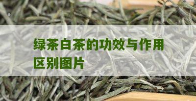 绿茶白茶的功效与作用区别图片