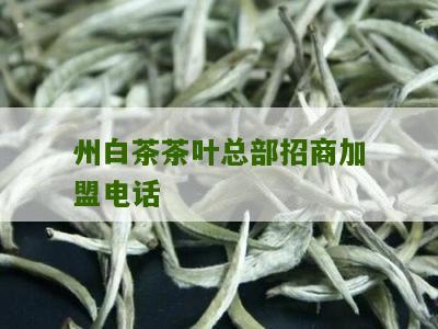 州白茶茶叶总部招商加盟电话