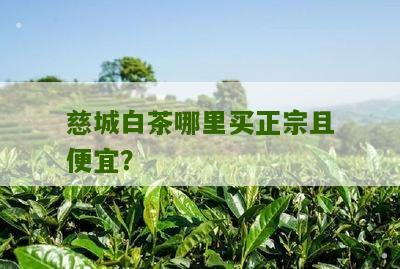 慈城白茶哪里买正宗且便宜？