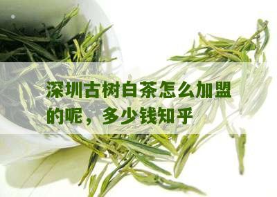 深圳古树白茶怎么加盟的呢，多少钱知乎