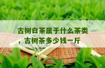 古树白茶属于什么茶类，古树茶多少钱一斤