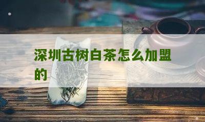 深圳古树白茶怎么加盟的