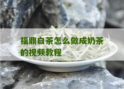 福鼎白茶怎么做成奶茶的视频教程