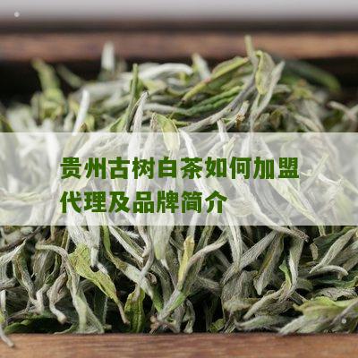 贵州古树白茶如何加盟代理及品牌简介