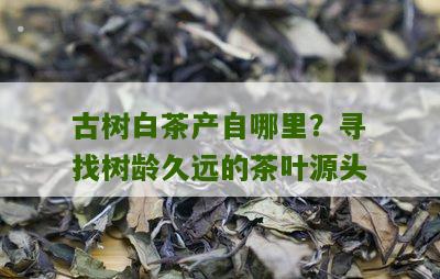 古树白茶产自哪里？寻找树龄久远的茶叶源头