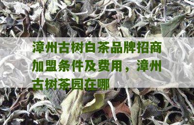 漳州古树白茶品牌招商加盟条件及费用，漳州古树茶园在哪