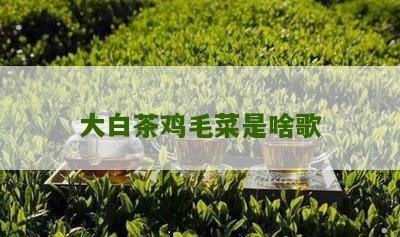 大白茶鸡毛菜是啥歌