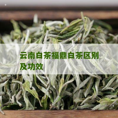 云南白茶福鼎白茶区别及功效