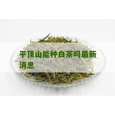 平顶山能种白茶吗最新消息