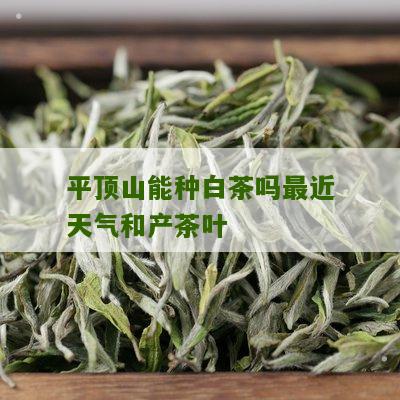 平顶山能种白茶吗最近天气和产茶叶