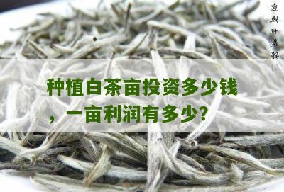 种植白茶亩投资多少钱，一亩利润有多少？