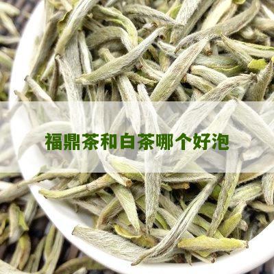 福鼎茶和白茶哪个好泡