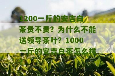 1200一斤的安吉白茶贵不贵？为什么不能送领导茶叶？1000一斤的安吉白茶怎么样？