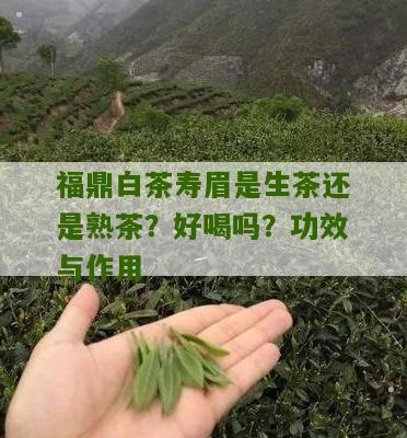 福鼎白茶寿眉是生茶还是熟茶？好喝吗？功效与作用