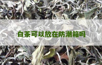 白茶可以放在防潮箱吗