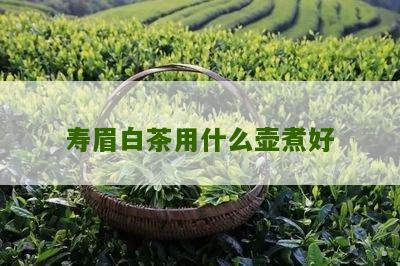 寿眉白茶用什么壶煮好