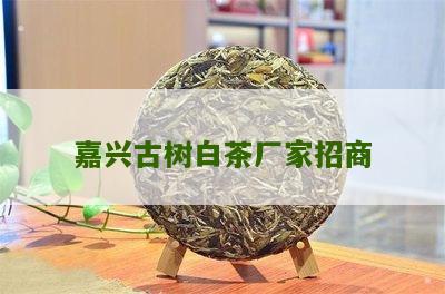 嘉兴古树白茶厂家招商