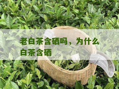 老白茶含硒吗，为什么白茶含硒