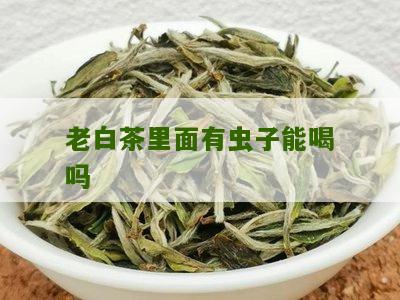 老白茶里面有虫子能喝吗