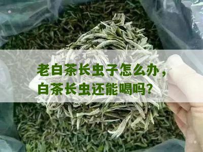 老白茶长虫子怎么办，白茶长虫还能喝吗？