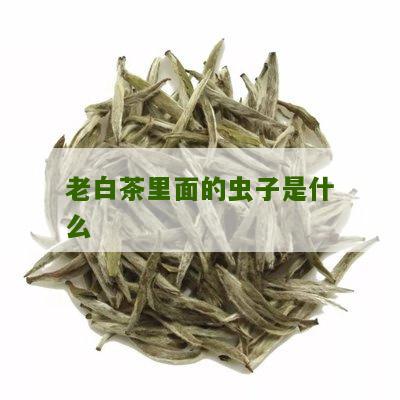 老白茶里面的虫子是什么